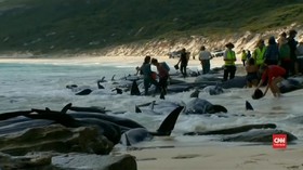 VIDEO: Ratusan Paus Pilot Terdampar di Australia
