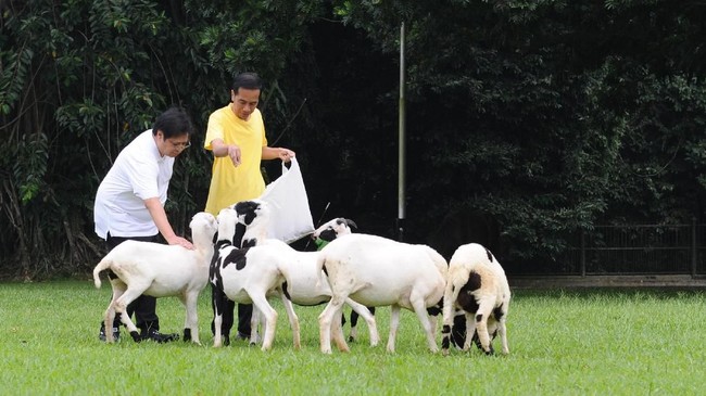 Presiden Jokowi berencana membawa pulang kambing-kambing peliharaannya dari Istana ke kampung halaman, Solo, setelah masa jabatannya berakhir 20 Oktober.
