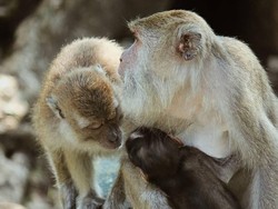 Warga Nagekeo Diminta Tak Ganggu Anjing hingga Monyet, Ini Alasannya