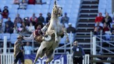 FOTO: Legenda Guacho, Koboi dari Amerika Selatan Amerika Selatan seperti Uruguay dan Argentina juga memiliki koboi dalam kebudayaan mereka. Para lelaki penunggang kuda ini disebut guacho.