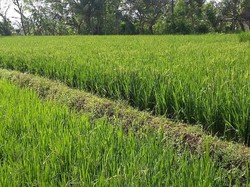 Lahan Pertanian Ditambah 250 Ribu Ha, Lokasinya hingga Bukit