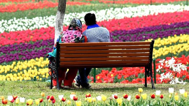Taman Tulip Indira Gandhi Memorial juga disebut sebagai taman Bunga Tulip terluas di Asia.