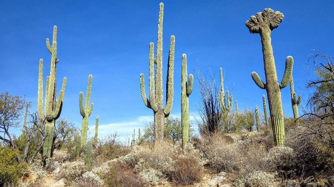 Kaktus-kaktus curian dari Taman Nasional Saguaro Arizona biasanya dijual seharga US$100 (sekitar Rp1,3 juta) per meter.