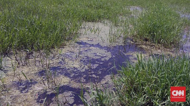 Limbah industri yang mengalir ke Sungai Cikijing, anak sungai Citarum mengakibatkan sawah rusak di Sukamulya. Imbasnya, harga beras desa itu anjlok di pasaran.
