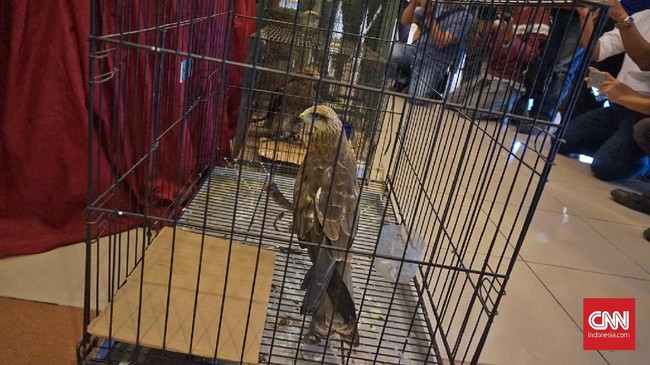 Balai Besar Konservasi Sumber Daya Alam Jabar dan Polda Jabar meringkus seorang pelaku penjualan satwa dilindungi melalui Facebook.