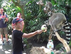 Info Terbaru Bali Zoo: Harga Tiket Masuk dan Fasilitas