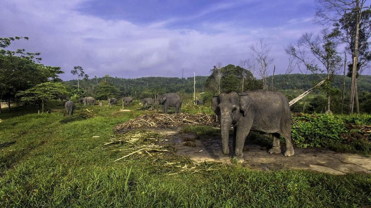 Ribuan Hektare Hutan Jadi Sawit, 'Rumah' Gajah di Bengkulu Hilang