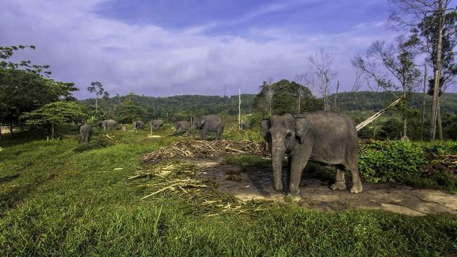 Gajah Sumatera Ditemukan Mati Dibunuh Tanpa Gading
