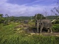 Gajah Sumatera Ditemukan Mati Dibunuh Tanpa Gading
