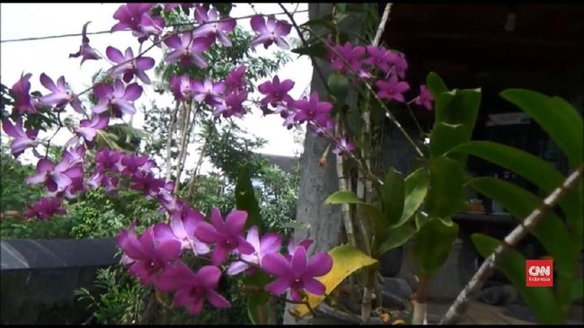 Sebuah varietas bunga anggrek cattleya hibrida dinamai Melania Trump dan mendapatkan penghargaan Highly Commended Certificate dari American Orchid Society. 