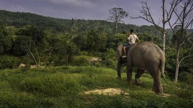 Gajah 'Bunta' Ditemukan Mati Diduga Keracunan Buah Kuweni