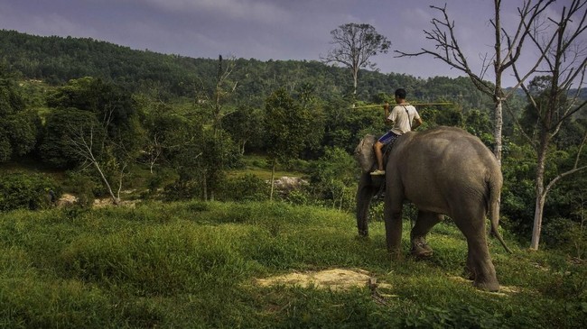 Gajah jinak bernama Bunta ditemukan mati di Dusun Jamur Batang, Kecamatan Serbajadi, Kabupaten Aceh Timur Sabtu (9/6), diduga karena keracunan buah kweni.