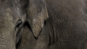 KLHK Ungkap Strategi Cegah Gajah Liar Sebrangi Tol Pekanbaru-Dumai
