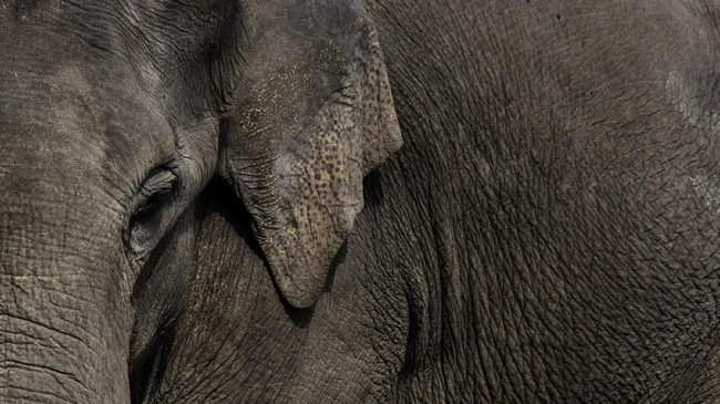 Dua orang pembunuh gajah jinak di Dusun Jamur Batang, Bunin, Aceh Timur ditetapkan sebagai tersangka oleh Polres Aceh Timur.