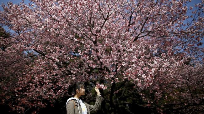 Badan Meteorologi Jepang meluncurkan aplikasi bernama Sakura Navi. Lewat aplikasi ini wisatawan bisa memantau lebih dari 1.000 lokasi mekarnya bunga sakura.