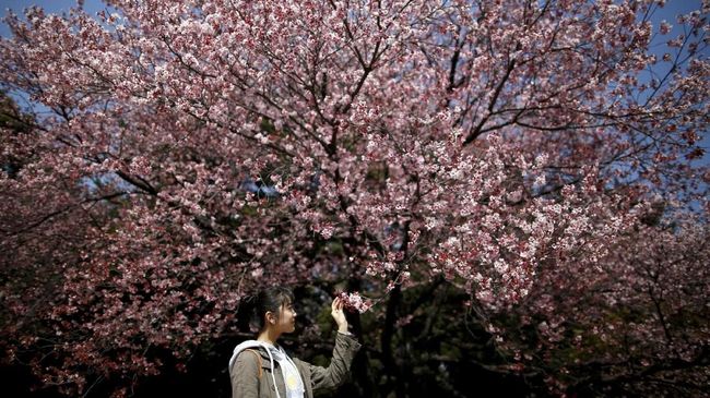 Melacak Bunga  Sakura  Lewat Aplikasi 