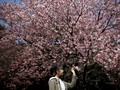 Melacak Bunga Sakura Lewat Aplikasi