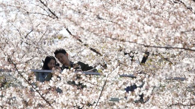 Sebuah bar di pusat kota Tokyo tepatnya di perfektur Saga menyediakan fasilitas untuk para tamunya mandi bunga sakura.