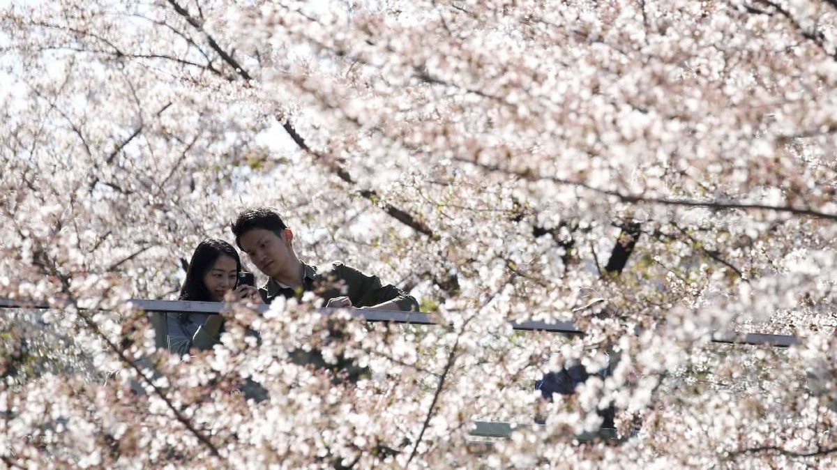FOTO: Mekar Sakura Dimulai