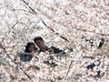 Lokasi Foto Pre-wedding nan Instagramable di Tokyo