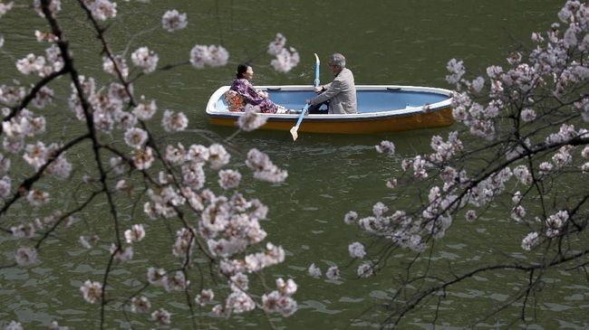 Badan Meteorologi Jepang (JMC) baru saja merilis ramalan untuk wisatawan yang akan datang ke Jepang untuk menyaksikan bunga sakura bermekaran.