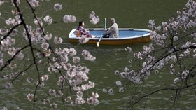 FOTO: Mekar Sakura Dimulai