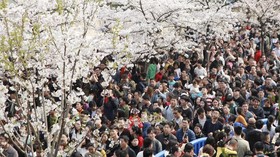 Panduan Musim Terbaik Berwisata di Jepang