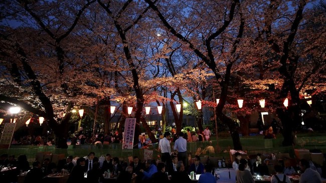 FOTO: Mekar Sakura Dimulai
