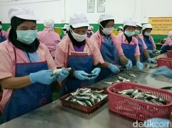 660 Unit Pengolahan Ikan RI Tembus Pasar Korea
