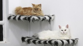 FOTO: Pondok Mewah Kucing Irak