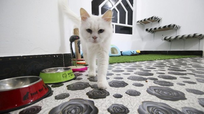 FOTO: Pondok Mewah Kucing Irak
