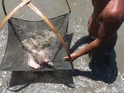 Nasib Ribuan Ikan Nila yang Disebar Mahasiswa KKN di Kudus