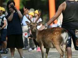 Jepang Pusing karena Overtourism, tapi Rusa-rusanya Senang