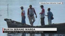 Lagi, Buaya Serang Warga