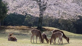Kerap Dijahili Turis, Rusa di Jepang Mulai Menggigit