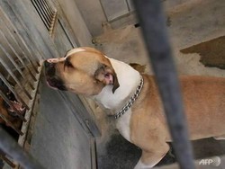 Pemkot Jaksel Karantina Anjing yang Gigit Bocah hingga Mata Luka