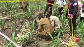 VIDEO: Fosil Gajah Purba 900 Ribu Tahun Ditemukan di Ngawi