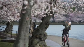 Tahun Ini Bunga Sakura di Jepang Mekar Lebih Awal