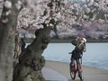 Tahun Ini Bunga Sakura di Jepang Mekar Lebih Awal