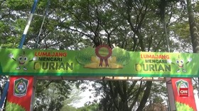 VIDEO: Menikmati Manisnya Festival Durian Lumajang