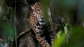 FOTO: Ekspedisi Macan Kumbang Amazon Ekspedisi mencari Macan Kumbang dimulai pada malam hari, karena di siang hari Macan Kumbang disebut malu menampakkan dirinya.