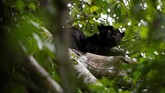 FOTO: Ekspedisi Macan Kumbang Amazon Ekspedisi mencari Macan Kumbang dimulai pada malam hari, karena di siang hari Macan Kumbang disebut malu menampakkan dirinya.