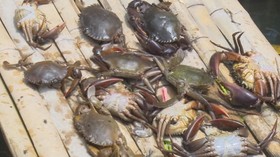 Ratusan Kepiting Mati Akibat Limbah Minyak