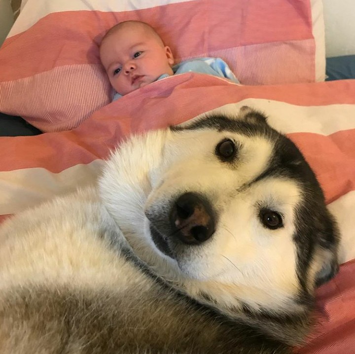 <p>Si anjing setia menemani bayi yang menggemaskan ini. (Foto: Instagram @milperthusky)</p>