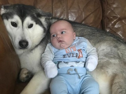 Seorang Bayi dan Anjing Penjaganya yang Setia