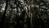 FOTO: Ekspedisi Macan Kumbang Amazon Ekspedisi mencari Macan Kumbang dimulai pada malam hari, karena di siang hari Macan Kumbang disebut malu menampakkan dirinya.