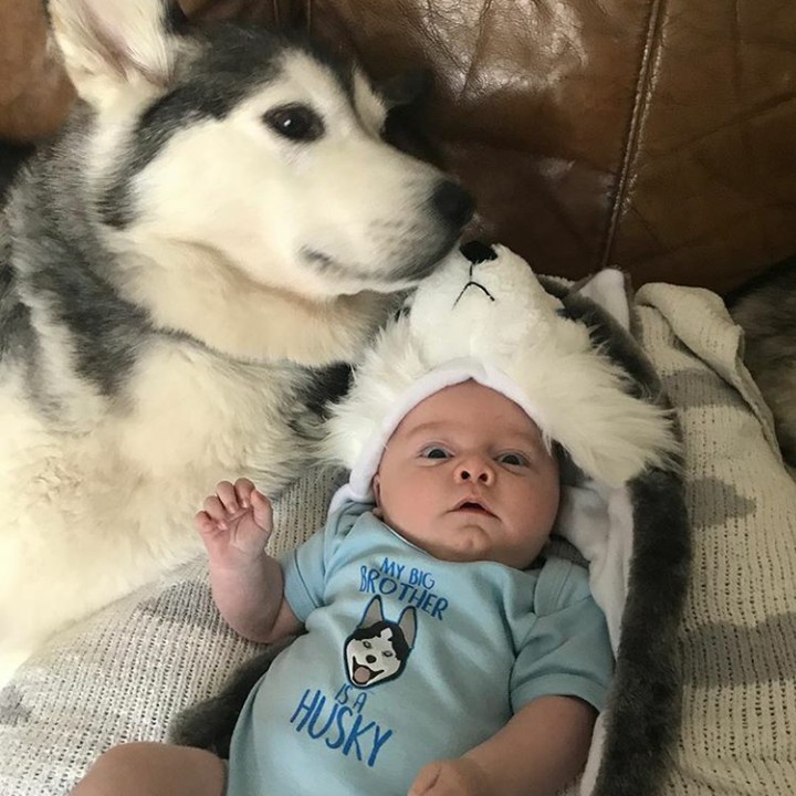 <p>Bayi kaget, kira-kira anjingnya kaget juga nggak ya. (Foto: Instagram @milperthusky)</p>