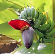 Nggak Banyak Disukai, Ternyata Ini 5 Manfaat Jantung Pisang untuk Kesehatan