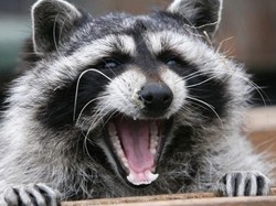 Gemas Lihat Rakun Cuci Tangan