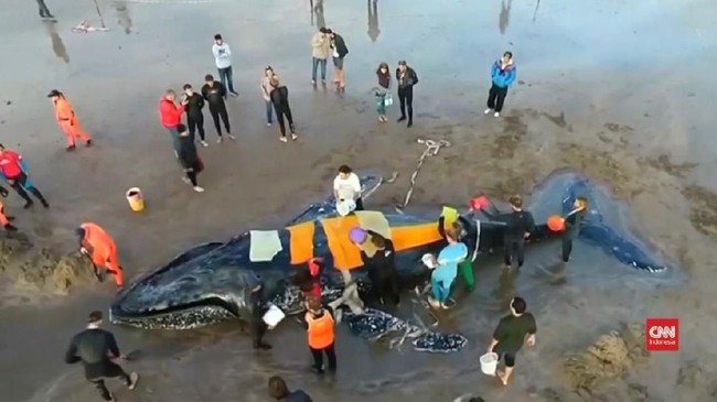 Setidaknya ada 300 binatang laut yang tewas tiap tahunnya di Thailand gara-gara memakan sampah plastik.